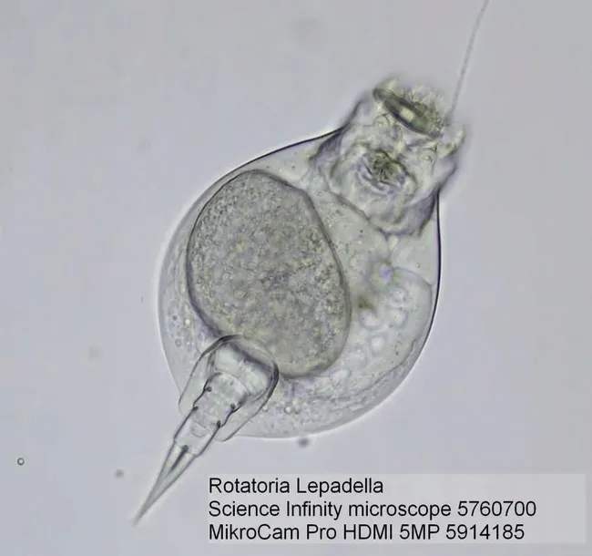 mikroskop-bresser-science-infinity-40x-1000x-stan-nowy-kod-producenta-4007922030791