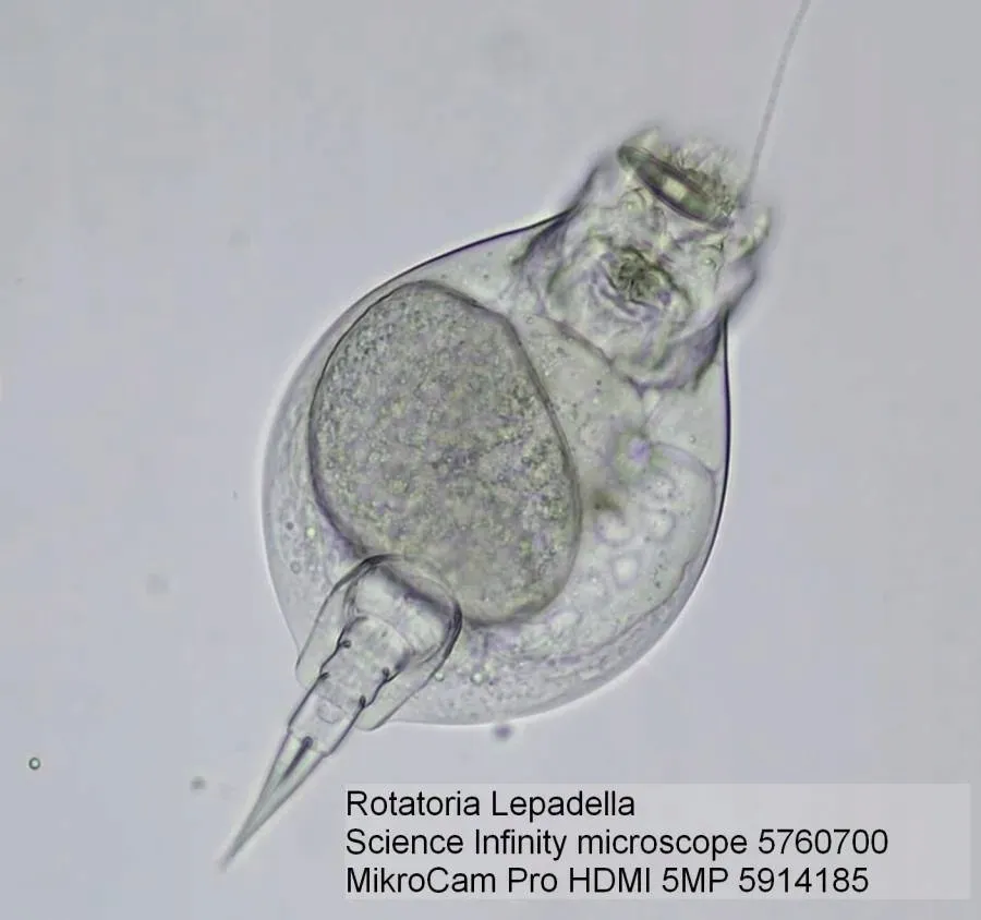 mikroskop-bresser-science-infinity-40x-1000x