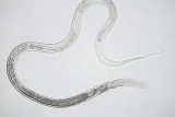 mikroskop-bresser-science-infinity-40x-1000x-model-science-infinity-stan-nowy