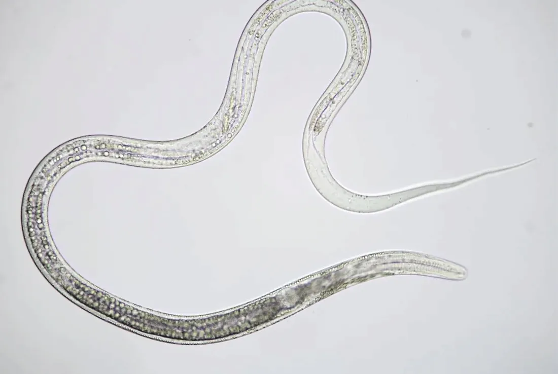 mikroskop-bresser-science-infinity-40x-1000x
