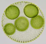 mikroskop-bresser-science-infinity-40x-1000x-model-science-infinity-kod-producenta-4007922030791