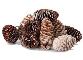 szyszka-sosnowa-osniezona-na-drucie-8cm-12szt-sz04-xg13-01
