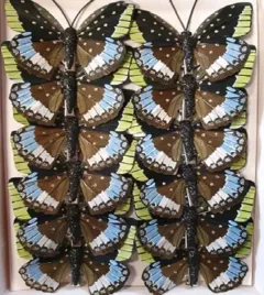 sztuczne-kolorowe-motyle-szer-7cm-12szt-motyl-m1-nr64