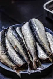 sledz-solony-atlantycki-sledz-z-beczki-sledzie-z-mleczem-i-ikra-fao27-1kg