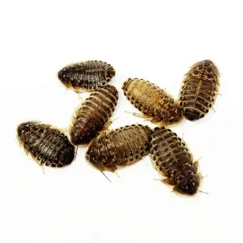 karaczany-argentynskie-dubia-2-3-cm-100-sztuk-pokarm-gratis