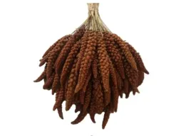 proso-senegalskie-czerwone-w-klosach-1kg