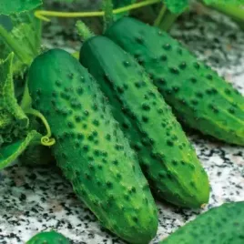 ogorek-octopus-f1-bardzo-plenny-nasiona-ogorkow-toraf