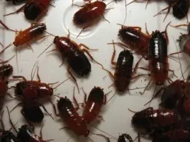 karaczany-tureckie-subadult-100szt-spidersforge