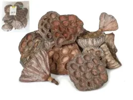 suszony-owoc-lotos-sredni-srednica-6-8cm-12szt-lotos6-8