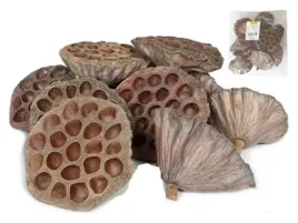 suszony-owoc-lotos-duzy-srednica-9-10cm-12szt-lotos9-10