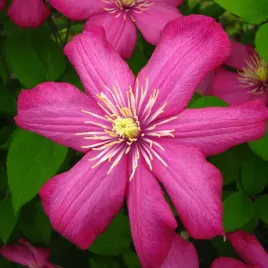 powojnik-ville-de-lyon-wielkokwiatowy-romantyczne-pnacze-do-pergoli-2l