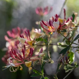 wiciokrzew-pomorski-harlequin-sherlite-2l