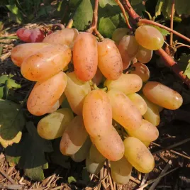 winorosl-prieobrazenie-mrozoodporna-i-samopylna-2l