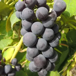 winorosl-mars-bezpestkowa-winogron-na-przetwory-doniczka-2l