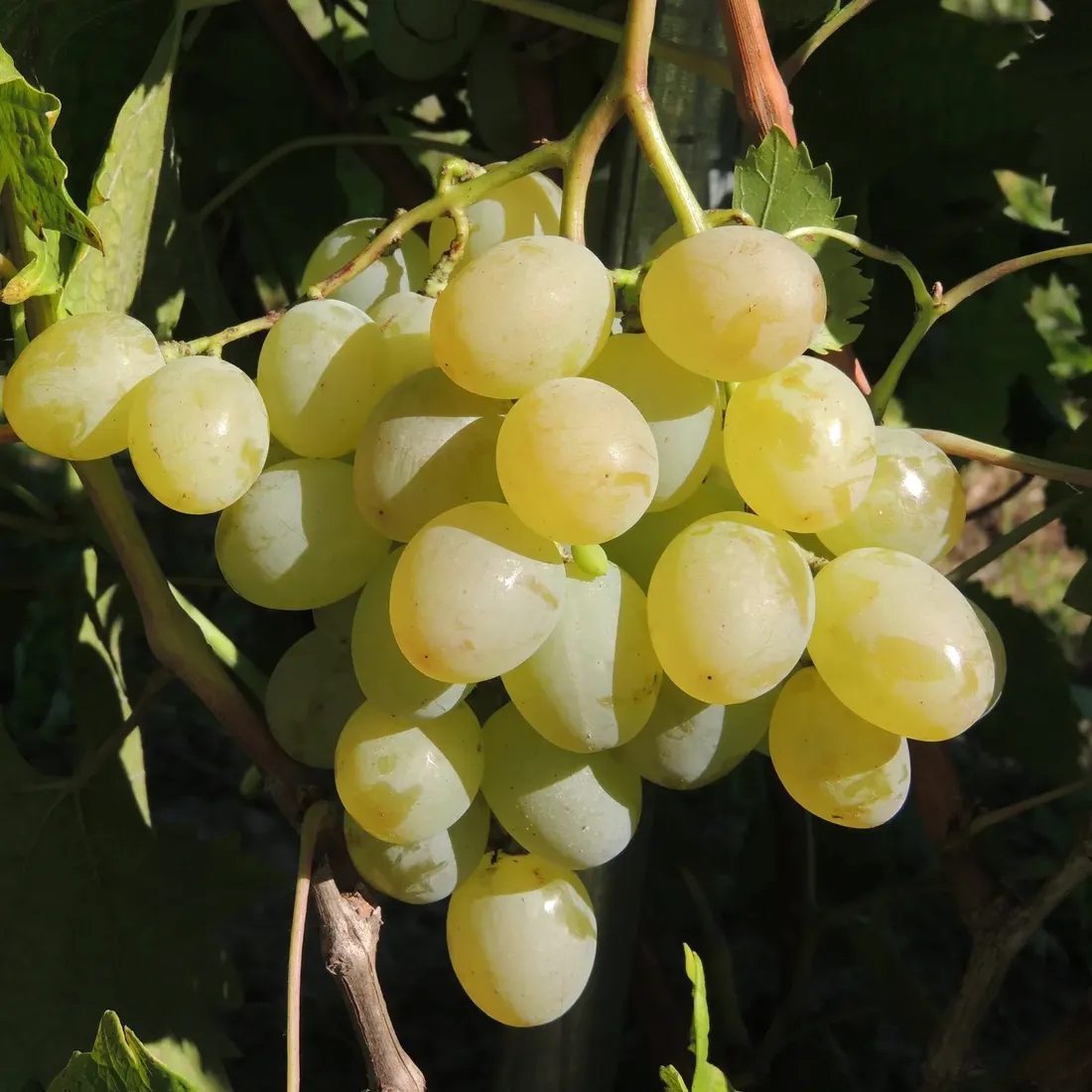 winorosl-rozowaja-dymka-2l