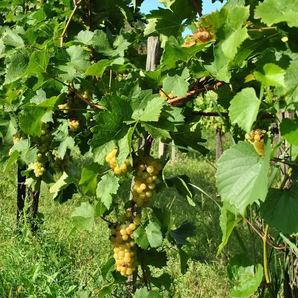 winorosl-cytryn-2l-rodzaj-rosliny-winorosl