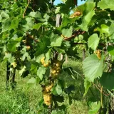 winorosl-cytryn-2l-rodzaj-rosliny-winorosl