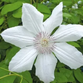 clematis-wielkokwiatowy-jan-pawel-ii-powojnik-2l