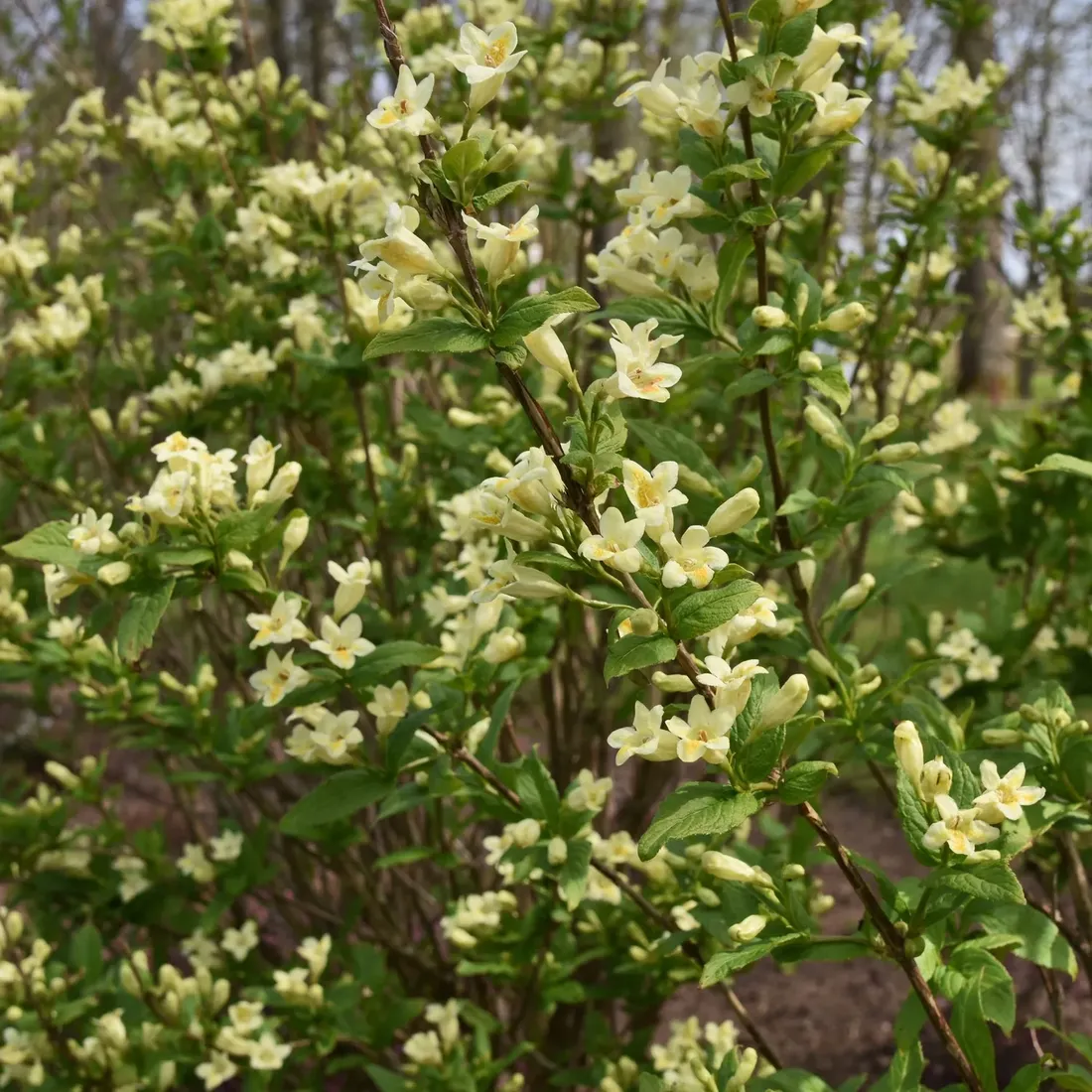 krzewuszka-middendorfa-2l