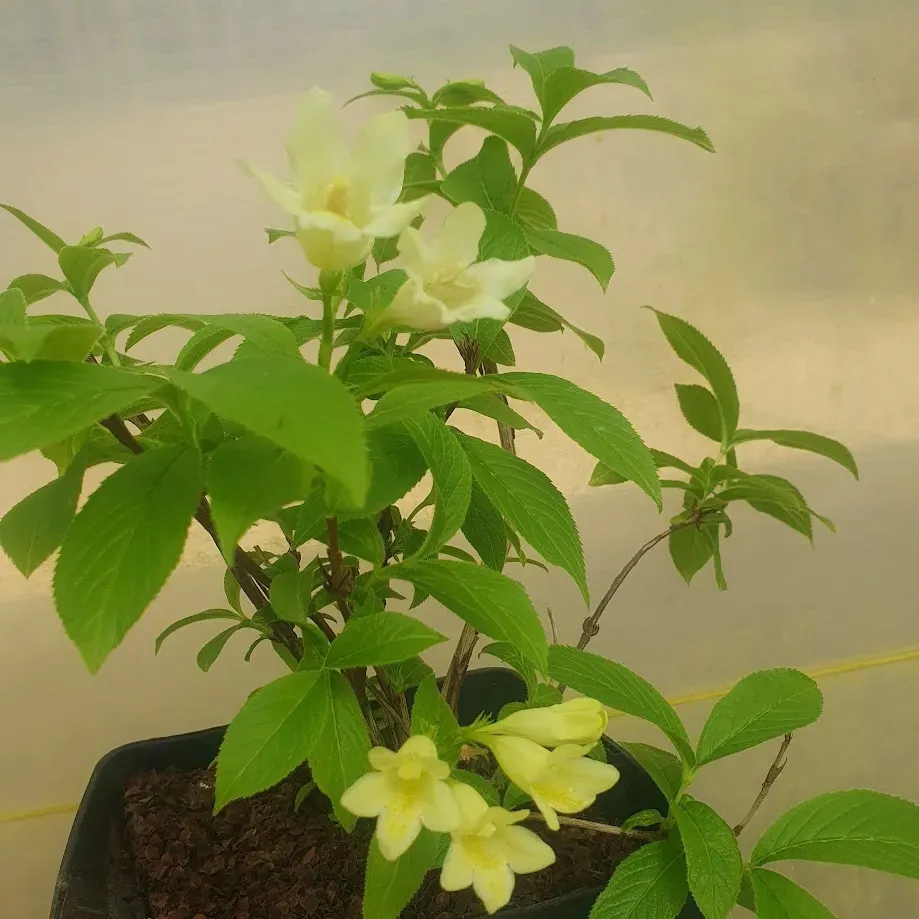 krzewuszka-middendorfa-2l