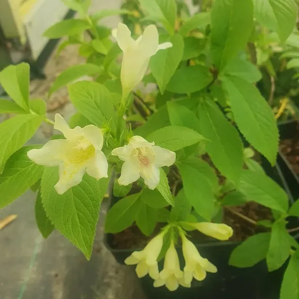 krzewuszka-middendorfa-2l-rodzaj-rosliny-krzewuszki-styl-ogrod-srodziemnomorski-ogrod-wiejski-ogrod-skalny-ogrod-nowoczesny-ogrod-japonski