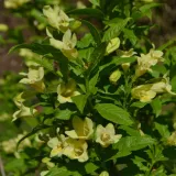 krzewuszka-middendorfa-2l-rodzaj-rosliny-krzewuszki-stan-nowy