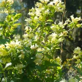 krzewuszka-middendorfa-2l-rodzaj-rosliny-krzewuszki-producent-szkolka-pnaczy-marek-wedrowski