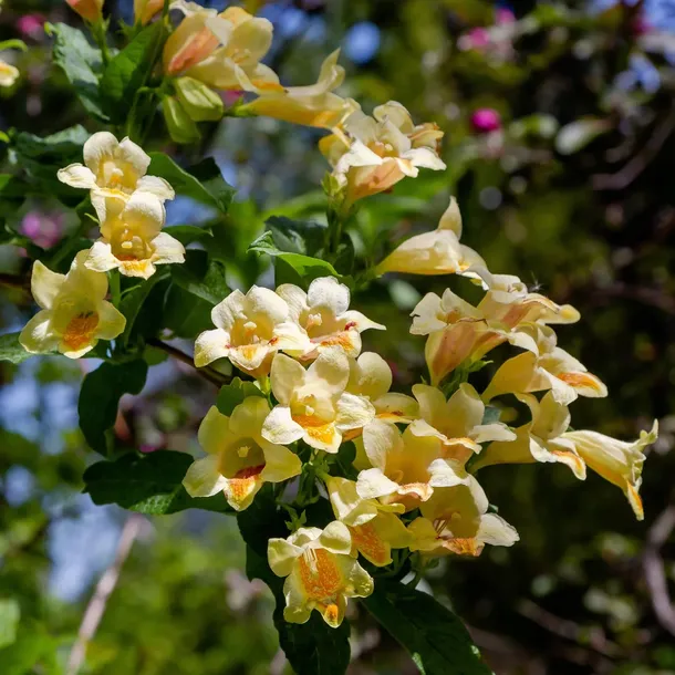 krzewuszka-middendorfa-2l-rodzaj-rosliny-krzewuszki-nazwa-lacinska-inna