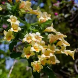 krzewuszka-middendorfa-2l-rodzaj-rosliny-krzewuszki-nazwa-lacinska-inna