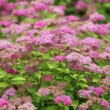 tawula-japonska-goldmound-2l