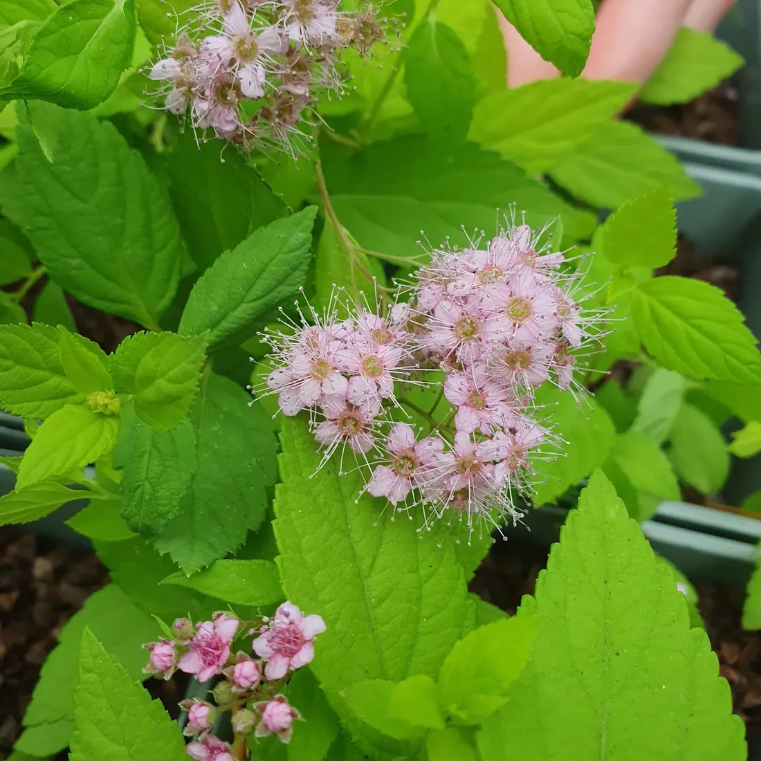 tawula-japonska-goldmound-2l