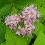 tawula-japonska-goldmound-2l-styl-ogrod-srodziemnomorski-ogrod-wiejski-ogrod-skalny-ogrod-nowoczesny-ogrod-japonski