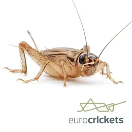 swierszcze-karmowe-xl-duze1925mm-or-1000-szt-or-dla-gadow-or-24h-wysylka