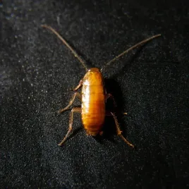 karaczany-tureckie-wyleg-3-5mm-500szt