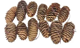 szyszka-sosnowa-naturalna-braz-na-drucie-7cm-12szt-xg12-01