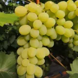 winorosl-jasna-regina-2l