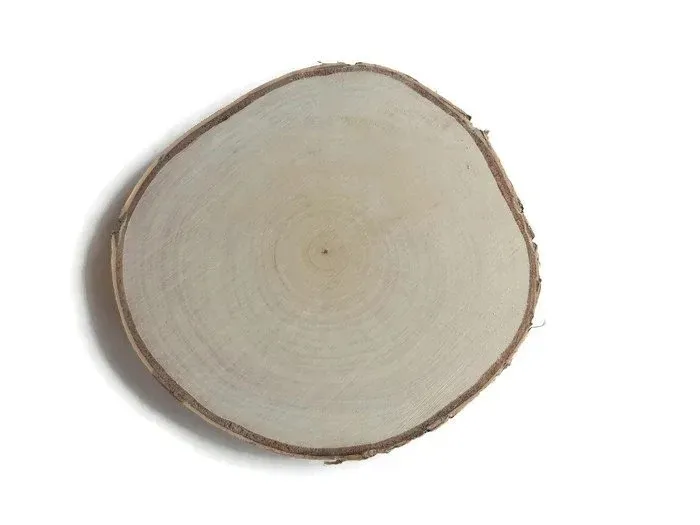 PLASTRY DREWNIANE Brzoza SUCHE krążek 15-20cm SZLIFOWANE