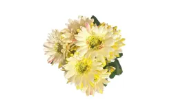 bukiet-sztuczny-gerbery-dekoracja-do-kompozycji-zolto-bialy
