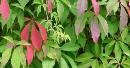 m-winobluszcz-pieciolistkowy-murorum-parthenocissus-quinquefolia-na-mury