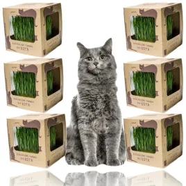 ekologiczna-trawka-dla-kotow-koci-przysmak-6szt