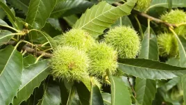 p9-kasztan-jadalny-castane-sativa-120-150-cm