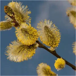 c2-wierzba-wiciowa-salix-160-180-cm-miododajna-sadzonka