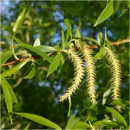 c2-wierzba-krucha-salix-fragillis-miododajna-150cm-sadzonka