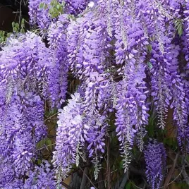 p9-wisteria-sinensis-glicynia-chinska-piekne-pnacze-80-120-cm