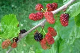 gk-morwa-czarna-lecznicza-morus-nigra-duzo-witamin-120-150-cm