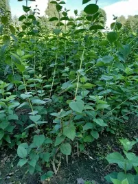 gk-jasmin-jasminowiec-wonny-pachnace-kwiaty-10-20-cm