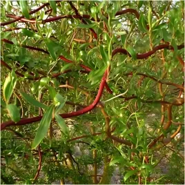 gk-wierzba-mandzurska-120-140-cm-miododajna-szybko-rosnaca-na-szpaler