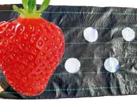 agrotkanina-z-otworami-pod-truskawki-ogorki-salate