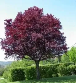 p11-sliwa-wisniowa-pissardi-purpurowa-prunus-cerasifera-szczepiona-90-120cm