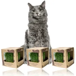 ekologiczna-trawka-dla-kotow-koci-przysmak-3szt